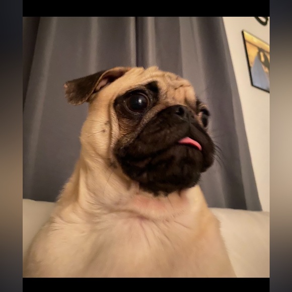 Meet your Posher, Jodi - Picture 3 of 16